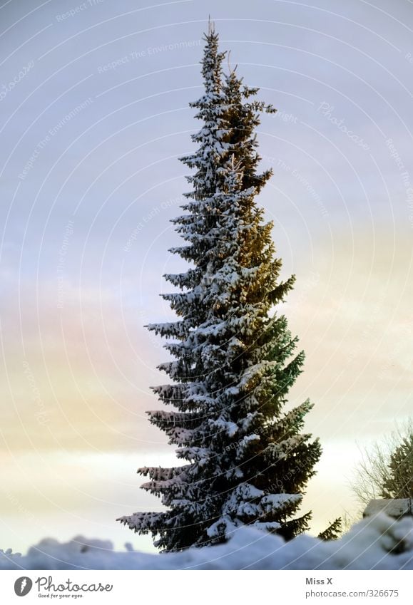 Wintertag Eis Frost Baum kalt Tanne Winterstimmung Winterwald Farbfoto Außenaufnahme Menschenleer Textfreiraum links Textfreiraum rechts Morgen Morgendämmerung