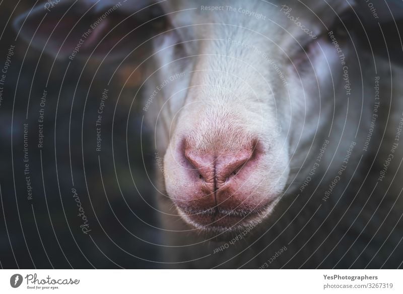 Schafsgesichtsportrait und selektiver Fokus. Rote Nase Schaf Nahaufnahme Gesicht Natur Tier Nutztier Tiergesicht 1 natürlich Neugier trist Deutschland