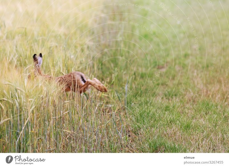 Flucht Tier Sommer Gras Getreidefeld Feld Wildtier Hase & Kaninchen Langohr Osterhase Löffel laufen sportlich frei Geschwindigkeit braun Angst Todesangst
