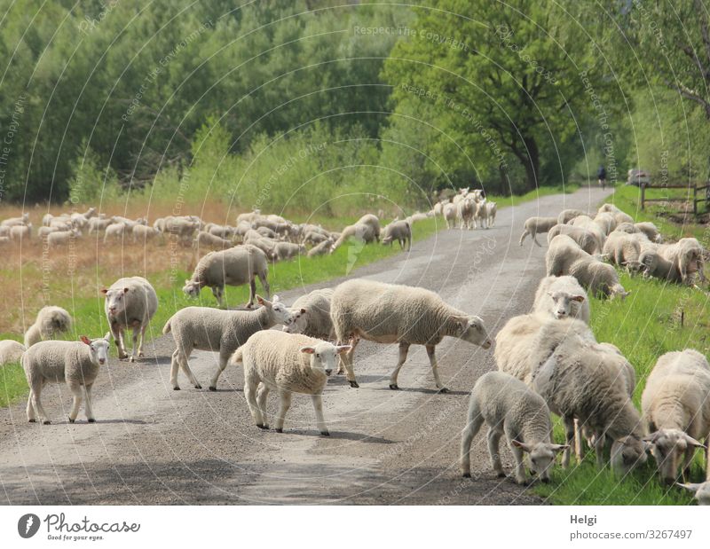 Schafherde unterwegs auf einer Dorfstraße im Moor Umwelt Natur Landschaft Pflanze Tier Frühling Schönes Wetter Gras Sträucher Sumpf Nutztier Herde Fressen gehen