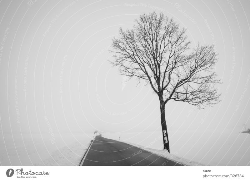 Spät dran Winter Schnee Umwelt Natur Landschaft Himmel Nebel Baum Feld Verkehr Verkehrswege Straße Wege & Pfade Traurigkeit ästhetisch authentisch Unendlichkeit