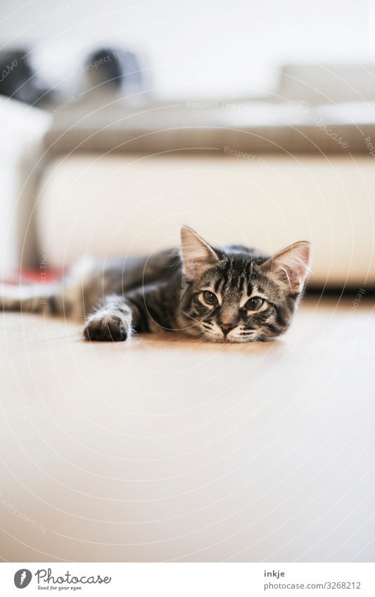 Rumliegen Häusliches Leben Wohnzimmer Boden Haustier Katze Tiergesicht Rassekatze 1 Tierjunges authentisch niedlich Tigerfellmuster Farbfoto Innenaufnahme