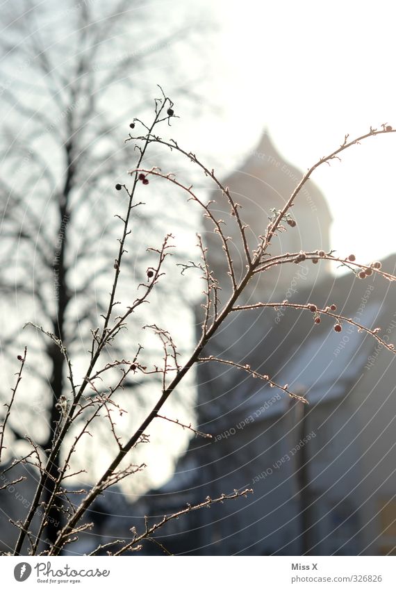 Jungingen Winter Eis Frost Sträucher Kirche kalt Raureif Nebelschleier Morgennebel Farbfoto Gedeckte Farben Außenaufnahme Menschenleer Morgendämmerung