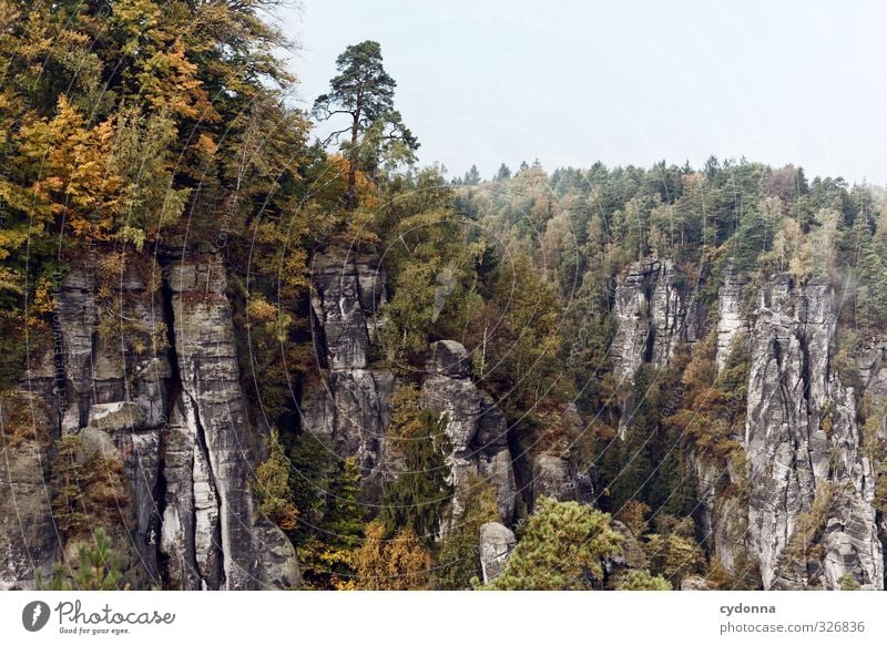 Nah am Abgrund Ferien & Urlaub & Reisen Tourismus Ausflug Abenteuer Ferne Freiheit Berge u. Gebirge wandern Umwelt Natur Landschaft Herbst Nebel Baum Wald