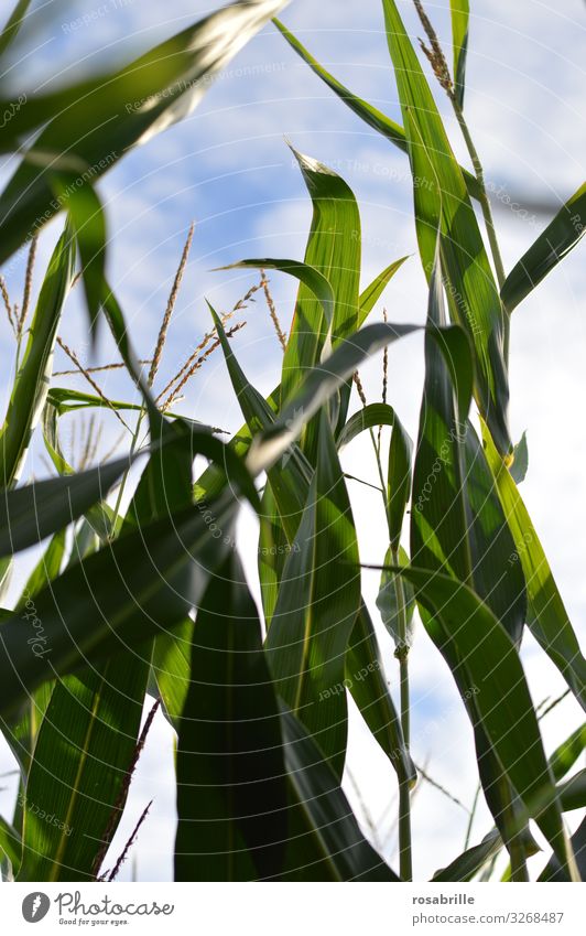Mais wächst | dynamisch Maisfeld Himmel gen Himmel wachsen Ackerbau Lebensmittel Landwirtschaft Dynamik Wachstum Ertrag Pflanze Natur grün natürlich