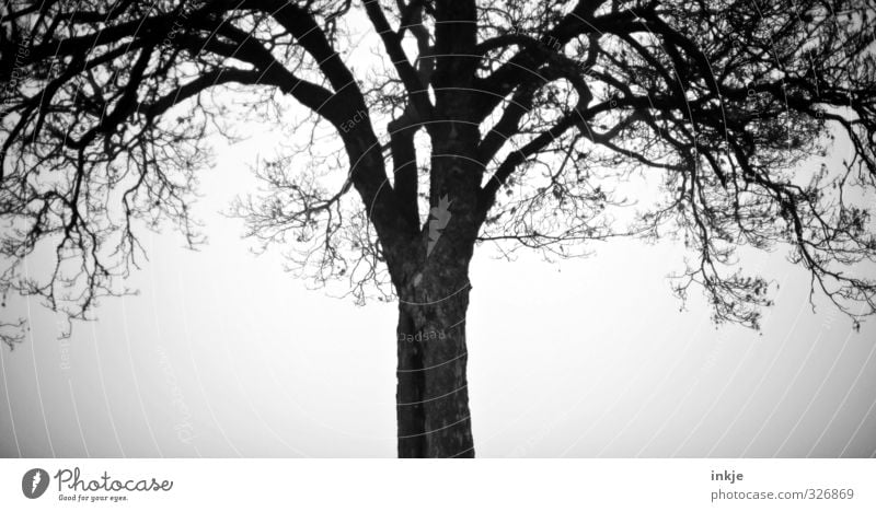 Spooky tree Herbst Winter schlechtes Wetter Nebel Baum Eiche Wachstum dunkel gruselig kalt Einsamkeit einzigartig geheimnisvoll Wandel & Veränderung