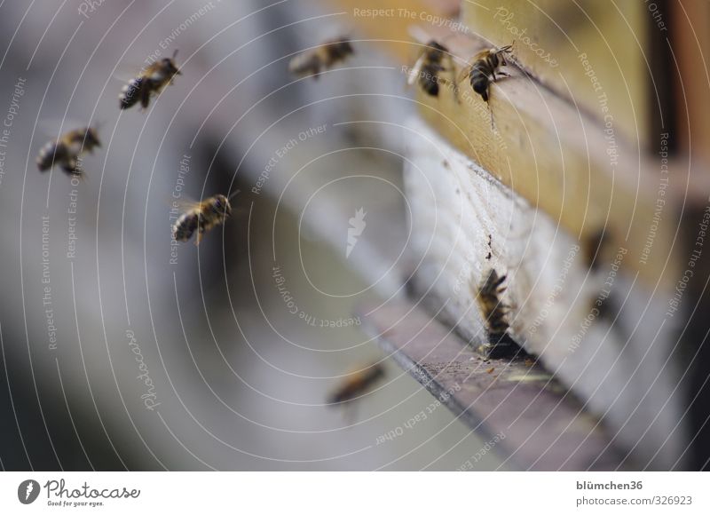 Es gibt immer was zu tun Tier Nutztier Biene Schwarm Arbeit & Erwerbstätigkeit fliegen tragen ästhetisch schön Frühlingsgefühle Tierliebe Bewegung fleißig
