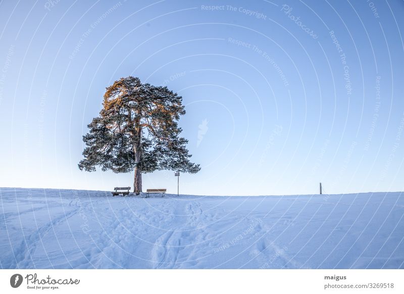 Mulzer Föhre bei Kempten im Winter bei Schnee Umwelt Natur Landschaft Himmel Nachthimmel Horizont Sonnenlicht Wetter Schönes Wetter Eis Frost Feld Alpen