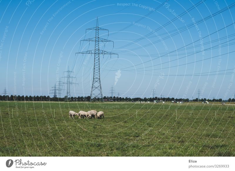 Eine Herde Schafe auf einer Wiese mit vielen Strommasten im Hintergrund Nutztier Tiergruppe grün Weide Blauer Himmel Landschaft Landwirtschaft Elektrizität Gras