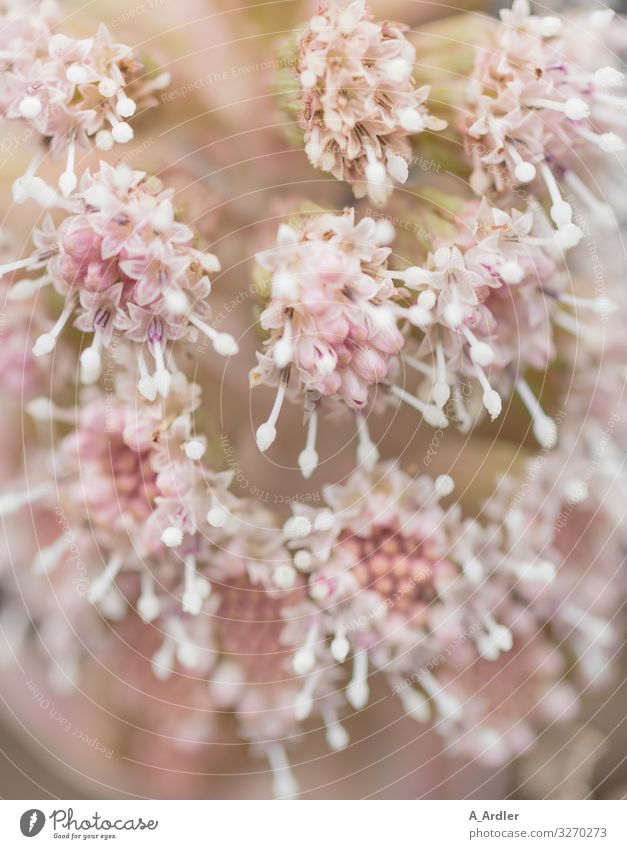 Die Blütenstände der gewöhnlichen Pestwurz (Petasites hybridus) Natur Pflanze Blume Wildpflanze Garten Blühend Duft schön natürlich rosa weiß Frühlingsgefühle