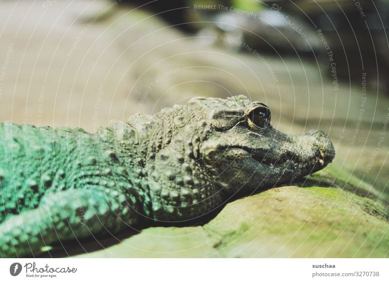 lieb gucken Krokodil Babykrokodil niedlich Reptil gefährlich Fressen Zähne Gebiss scharfe Zähne süß klein ungefährlich zutraulich Freundlichkeit Reptilium Zoo