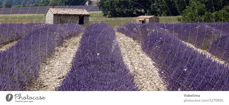 Lavendel in der Provence Natur Landschaft Pflanze Sommer Blume Lavendelfeld Feld Sau Frankreich Europa mehrfarbig grau violett rosa Farbfoto Außenaufnahme