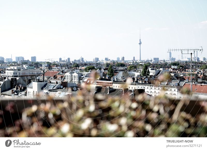 weitsichtig | über den Dächern von Berlin 1 Berliner Fernsehturm Hauptstadt Stadtzentrum Haus Hochhaus Terrasse Dach Antenne Sehenswürdigkeit Wahrzeichen