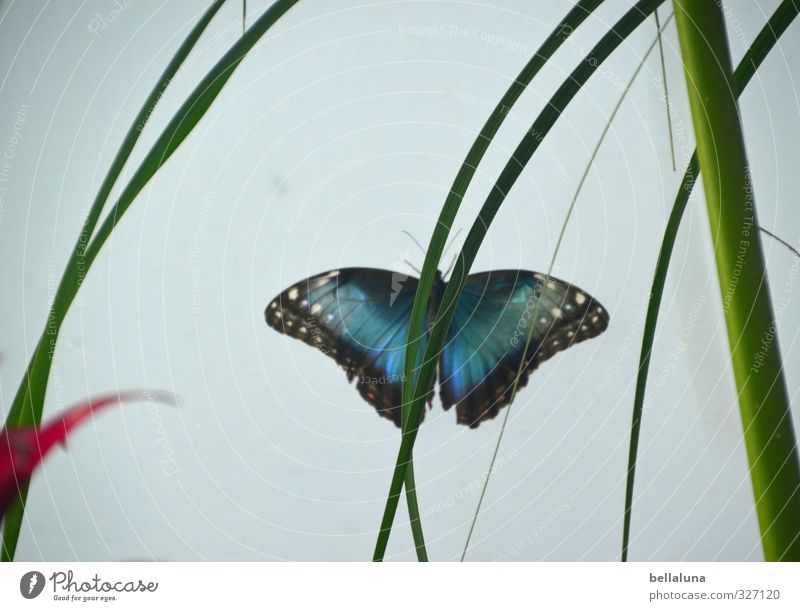 Blauer Himmelsfalter Blatt Grünpflanze exotisch Tier Wildtier Schmetterling Flügel 1 sitzen blau grün rot schwarz weiß Versteck verstecken Farbfoto