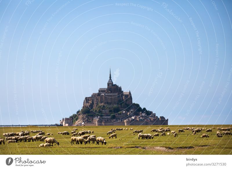 mont saint michel Landschaft Wolkenloser Himmel Sommer Schönes Wetter Wiese Hügel Felsen Frankreich Kirche Sehenswürdigkeit Insel Mont-Saint-Michel Nutztier