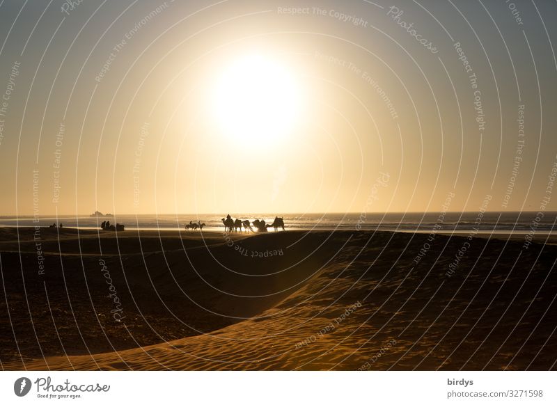Kamele am Meer Ferien & Urlaub & Reisen Ausflug Sonne Strand Mensch Landschaft Sand Sonnenaufgang Sonnenuntergang Klimawandel Schönes Wetter Küste Atlantik