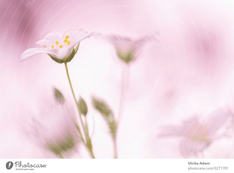 Rosa Traum - Weiße Blüten der Sternmiere ( Stellaria ) mit rosa Hintergrund weiß Blumen Natur Nahaufnahme Pflanze schön Frühling Sommer Detailaufnahme natürlich