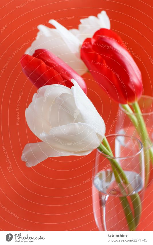 Rote und weiße Tulpen auf rotem Hintergrund schön Muttertag Ostern Geburtstag Erwachsene Frühling Blume Blüte Blumenstrauß Liebe hell trendy korallenrot