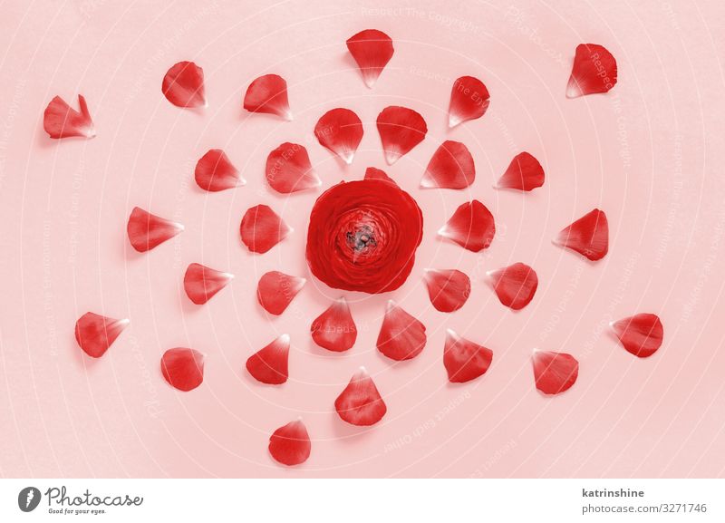 Rote Blumen auf rosa Hintergrund Design Dekoration & Verzierung Hochzeit Frau Erwachsene Mutter Rose hell rot Kreativität romantisch Ranunculus Textfreiraum