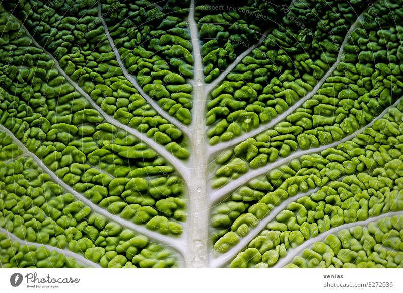 Detailaufnahme eines Wirsingblattes Bioprodukte Vegetarische Ernährung Diät Baum Blatt frisch Gesundheit lecker grün weiß Foodfotografie Baumstruktur