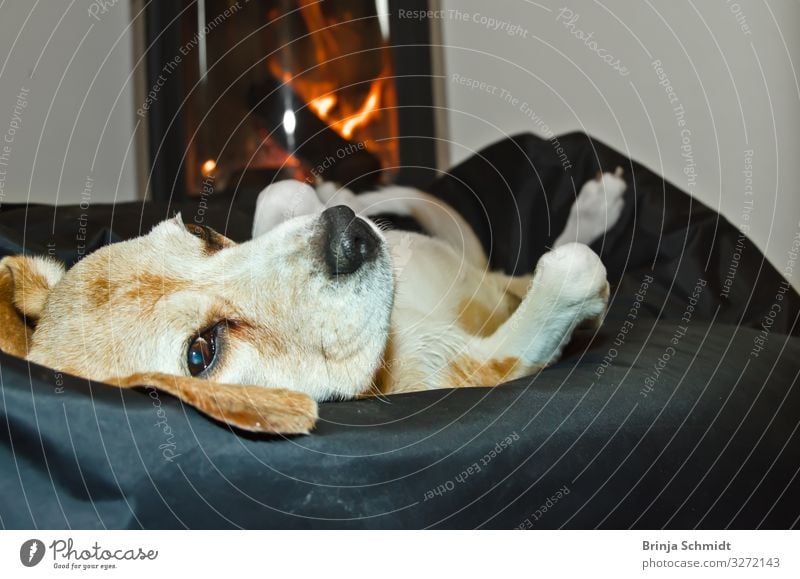 Ein Beagle liegt gemütlich vor dem Ofen Wohlgefühl Zufriedenheit Erholung ruhig Kamin Wohnzimmer Haustier Hund 1 Tier Feuer genießen liegen schlafen authentisch