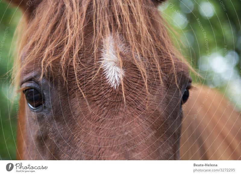 Welt der Tiere 8 Pferd Pferdemähne Blesse Blick Augen Pony Tierporträt braun Tiergesicht