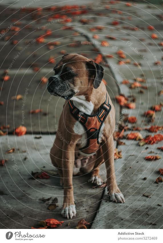 Haushund sitzt auf der Straße Hund Boxer Tier Haustier heimisch ernst fallen Lifestyle züchten Eckzahn Kabelbaum Wirbeltier gehorsam Spaziergang urban Säugetier