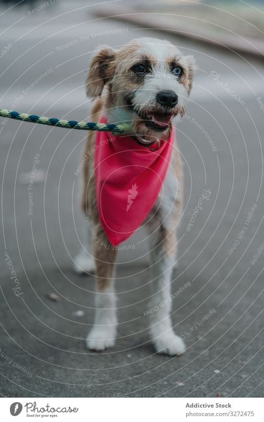 Glücklicher Mischlingshund geht auf der Straße Hund Haustier Porträt heimisch Lifestyle Tier Eckzahn Wirbeltier gehorsam Säugetier schlendern Spaziergang