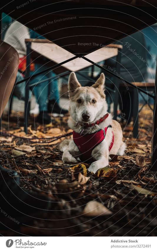 Liebenswerter Mischlingshund auf der Straße am Boden liegend Hund Lügen niedlich Anzug Haustier Porträt bezaubernd Feiertag Kragen Lifestyle Tier Eckzahn