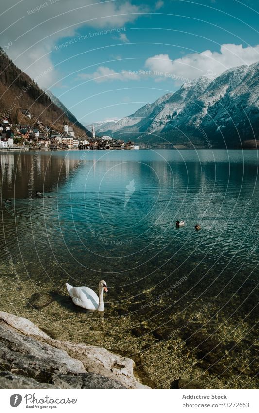 Schwan schwimmt am Ufer eines von Bergen umgebenen Sees Wasser Reflexion & Spiegelung Berge u. Gebirge weiß Hallstatt Natur blau Vogel Küste Landschaft winken