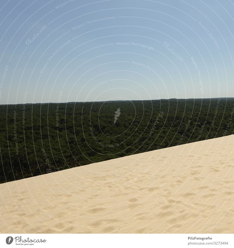Dune du Pilat Umwelt Natur Landschaft Sand Himmel Wolkenloser Himmel Baum Wald Düne Stranddüne Unendlichkeit blau braun grün Symmetrie Ferien & Urlaub & Reisen
