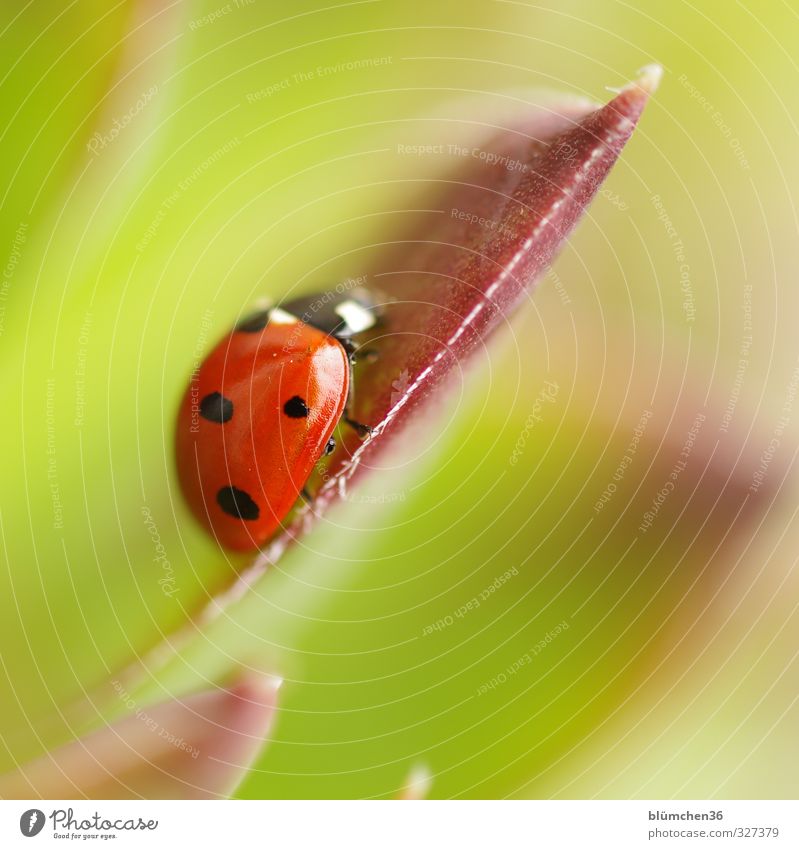 Dem Glück auf der Spur Tier Haustier Käfer Flügel Siebenpunkt-Marienkäfer Insekt 1 krabbeln laufen sitzen klein natürlich rund grün rot schwarz Lebensfreude
