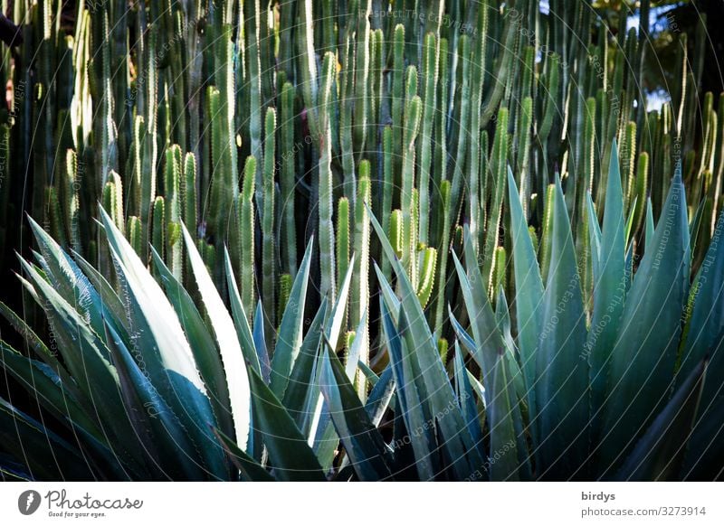 Stachelwald Natur exotisch Kaktus Kaktusfeld Wachstum authentisch Spitze stachelig blau grün gefährlich bizarr Schutz formatfüllend geschlossen Artenreichtum