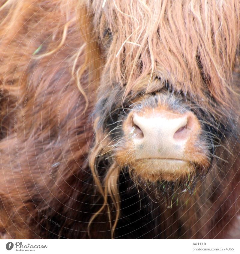 Schnauze und Teilansicht des Kopfes vom Schottischen Hochlandrind Haustier Nutztier Wildtier Kuh 1 Tier braun grau rosa schwarz Schottisches Hochlandrind