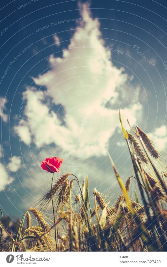 Mohna träumt Sommer Landwirtschaft Forstwirtschaft Umwelt Natur Landschaft Pflanze Himmel Wolken Schönes Wetter Blüte Feld Wachstum schön einzigartig retro blau