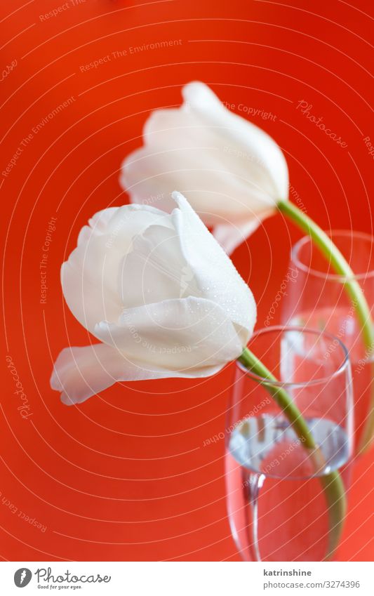 Weiße Tulpen auf rotem Hintergrund schön Muttertag Ostern Geburtstag Erwachsene Frühling Blume Blüte Blumenstrauß Liebe hell trendy weiß korallenrot romantisch