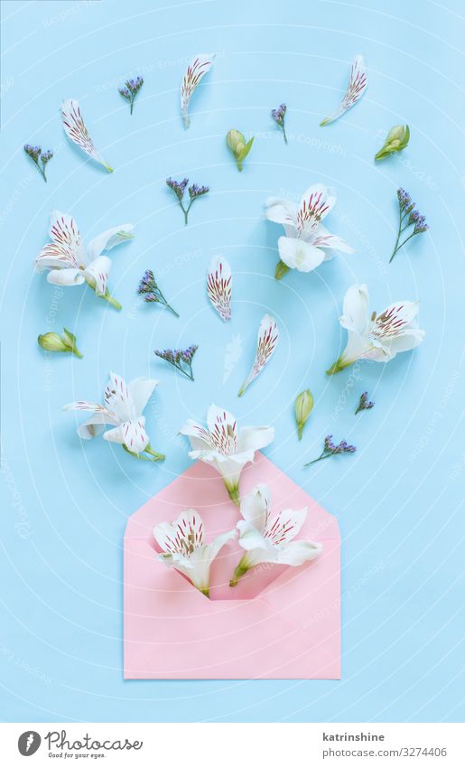 Blumen und Umschlag auf einem hellrosa Hintergrund Dekoration & Verzierung Hochzeit Frau Erwachsene Mutter oben blau weiß Kreativität romantisch Pastell