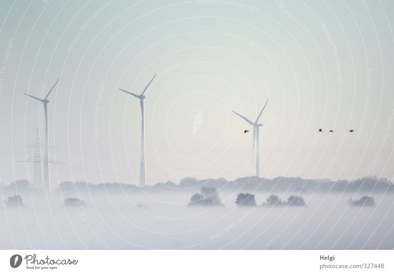 Frühnebel... Technik & Technologie Energiewirtschaft Windkraftanlage Umwelt Natur Landschaft Sonnenaufgang Sonnenuntergang Herbst Nebel Eis Frost Baum Moor