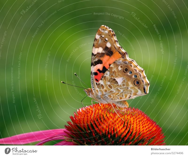 Distelfalter auf Echinacea purpurea Schmetterling Sonnenhut Roter Sonnenhut Blüte Blume Edelfalter tagfalter Insekt Sommerblumen Fluginsekt Blumenstrauß