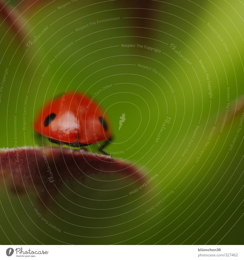 Nichts wie weg Tier Nutztier Käfer Flügel Siebenpunkt-Marienkäfer Insekt 1 krabbeln laufen sitzen klein natürlich rund grün rot schwarz Glück Lebensfreude