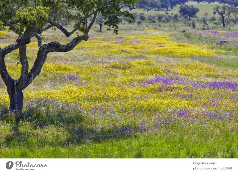 SCHÖN, NE?! JAA, SCHÖN! Portugal Algarve Baum Wiese Blumenwiese Feld mehrfarbig Blüte Landschaft Ferien & Urlaub & Reisen Reisefotografie Idylle Postkarte