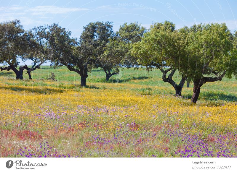 PORTUGAL Portugal Algarve Baum Wiese Blumenwiese Feld Blühend Blüte mehrfarbig Landschaft Ferien & Urlaub & Reisen Reisefotografie Idylle Postkarte Tourismus