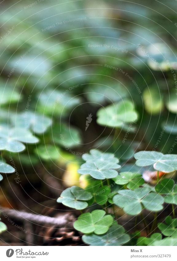 Glücksklee Pflanze Blatt Wald Wachstum Waldboden vierblättrig Klee Kleeblatt Glücksbringer Farbfoto Außenaufnahme Nahaufnahme Makroaufnahme Muster Menschenleer