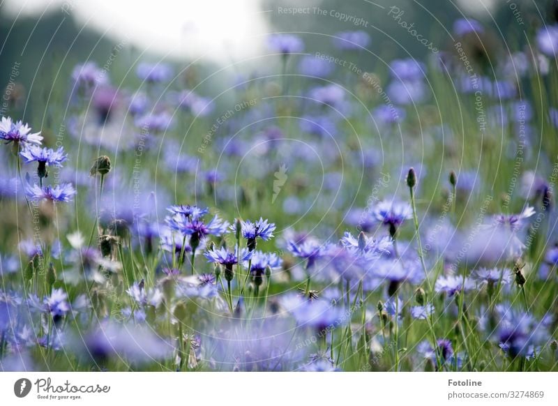 Kornblumenfeld Umwelt Natur Landschaft Pflanze Sommer Blume Gras Blüte Park Wiese Feld hell nah natürlich blau grün Blumenwiese Farbfoto mehrfarbig