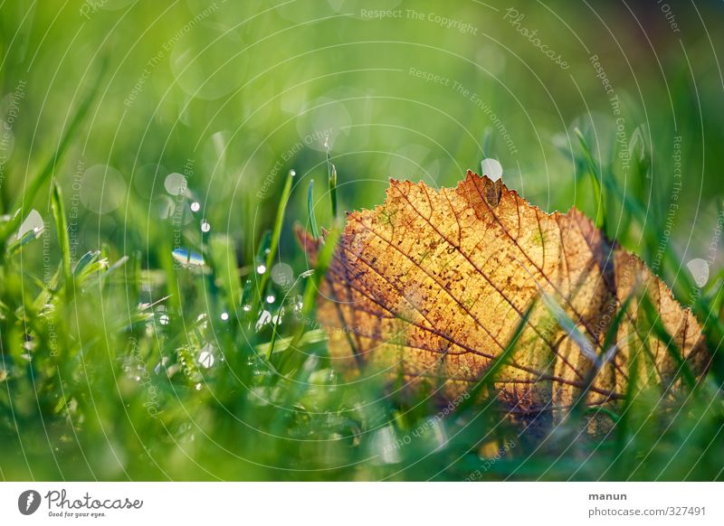 die Tage werden kürzer Natur Herbst Gras Blatt Tau herbstlich Herbstbeginn nass natürlich gold grün Vergänglichkeit Farbfoto Außenaufnahme Nahaufnahme