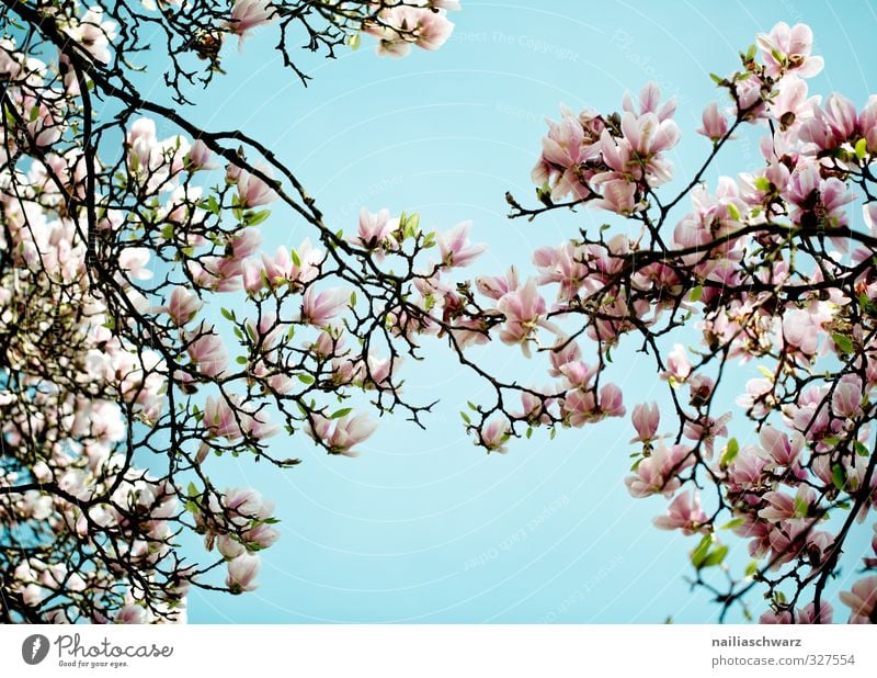 Magnolia Natur Pflanze Himmel Frühling Sommer Schönes Wetter Baum Blume Blatt Blüte Grünpflanze Nutzpflanze Magnoliengewächse Ast Zweige u. Äste Garten Park