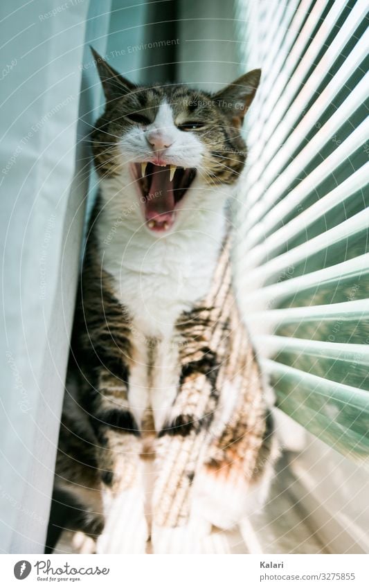 Gestreifte Katze gähnt mit weit offenem Maul auf der Fensterbank katze fensterbank schnauze vorhang witzig beobachten haustier stolz getigert anschauen