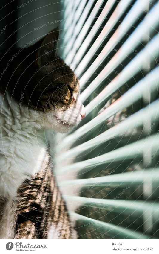 Katze guckt durch halb geschlossene Jalousie nach draußen katze fenster beobachten haustier fensterlicht jalousie lichtstreifen anschauen getigert aufpassen