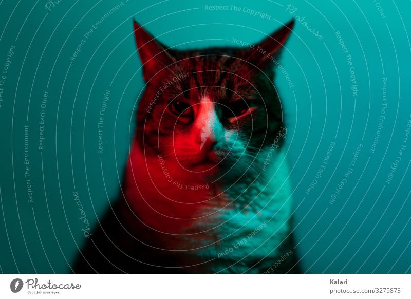 Katze im Neonlicht schaut in die Kamera katze szene anschauen kunst rot portrait experimentell dunkel tier studio haustier hübsch einheimisch fell auge