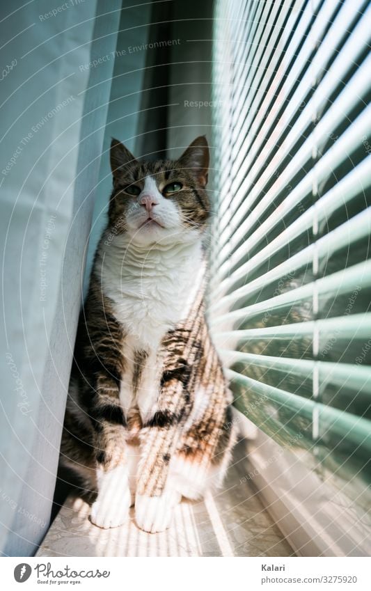 Katze auf Fensterbank stolz sitzend katze fensterbank vorhang beobachten haustier getigert anschauen aufpassen weiß fensterlicht jalousie hell hübsch kätzchen